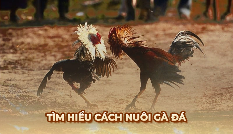 Hướng dẫn cách nuôi Gà Đá chuẩn nhất cho chiến kê khỏe mạnh