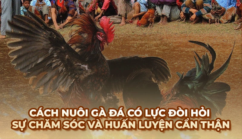 Hướng dẫn cách nuôi Gà Đá chuẩn nhất cho chiến kê khỏe mạnh