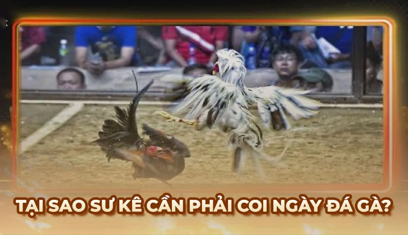 Coi ngày Đá Gà - Mẹo xem ngày cho chiến kê ra trận thắng lớn