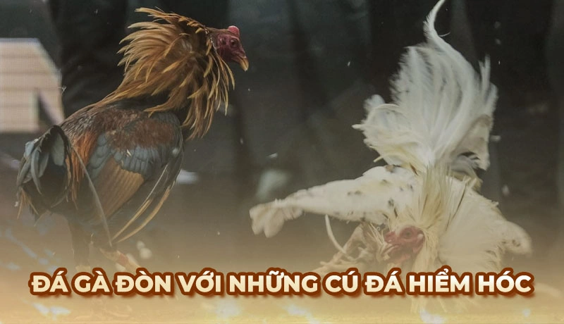 Đá Gà Đòn là gì? Cách nhận diện giống Gà Đòn nổi tiếng