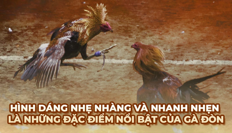 Đá Gà Đòn là gì? Cách nhận diện giống Gà Đòn nổi tiếng