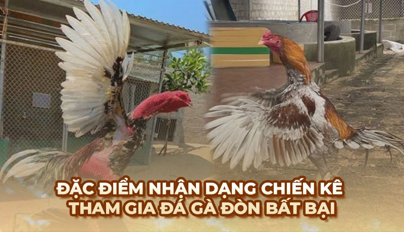Đá Gà Đòn là gì? Cách nhận diện giống Gà Đòn nổi tiếng