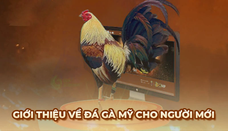 Đá gà Mỹ - Kinh nghiệm chọn giống gà Mỹ chuẩn từ sư kê