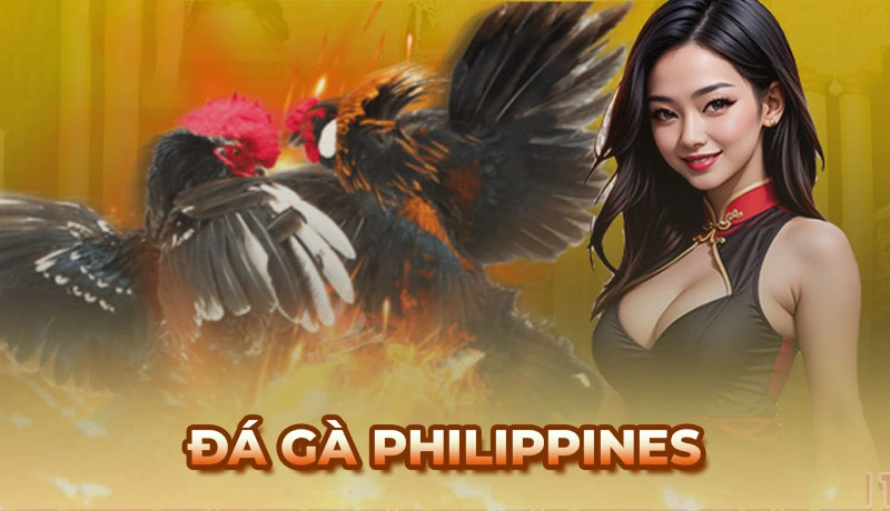Đá gà Philippines tại Ga6789 - Hướng dẫn cách chơi cho tân thủ