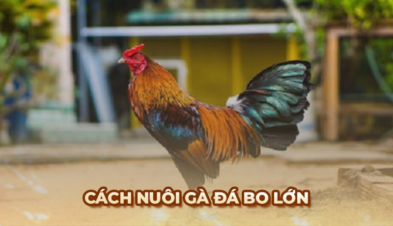 Cách nuôi gà đá bo lớn khỏe mạnh chuẩn từ chuyên gia Ga6789