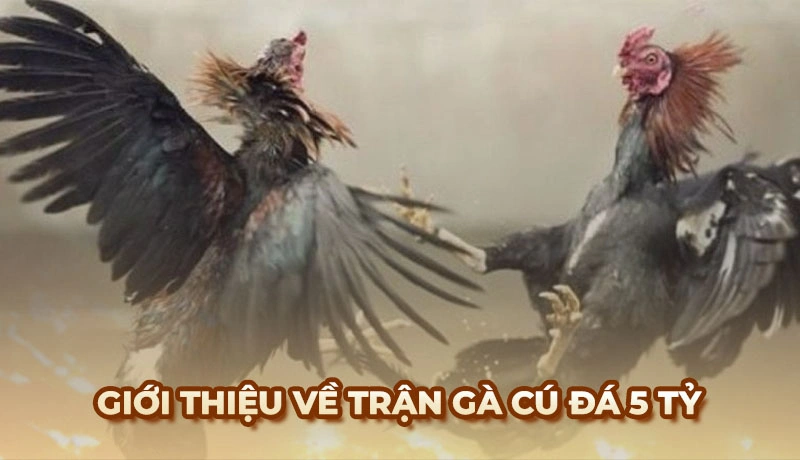 Gà Cú đá 5 tỷ - Trận tranh hùng thu hút nhiều sư kê tham Gia