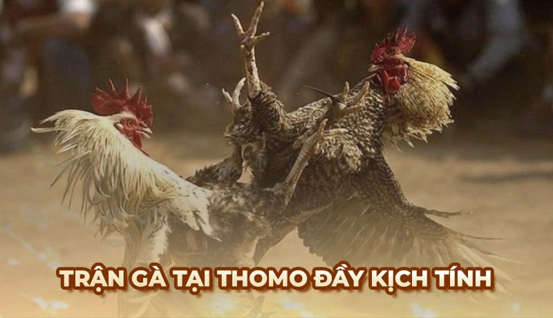 Gà Cú đá 5 tỷ - Trận tranh hùng thu hút nhiều sư kê tham Gia