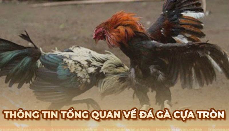 Đá gà cựa tròn và quá trình phát triển đáng chú ý tại Việt Nam