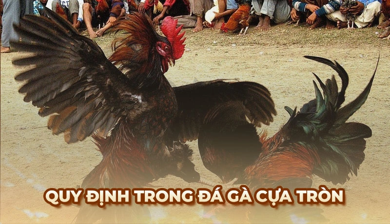 Đá gà cựa tròn và quá trình phát triển đáng chú ý tại Việt Nam
