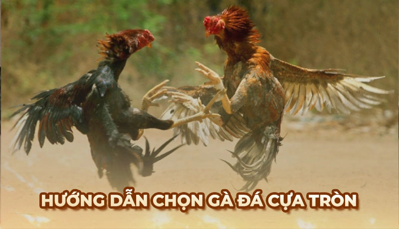 Đá gà cựa tròn và quá trình phát triển đáng chú ý tại Việt Nam