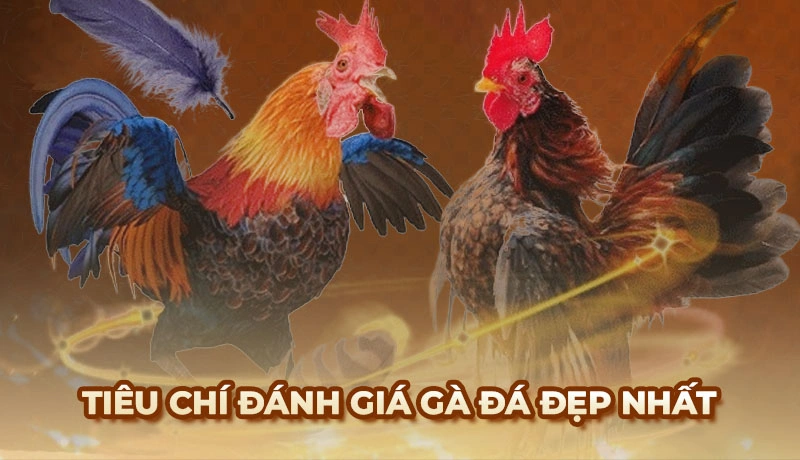 Những giống gà đá đẹp nhất được sư kê yêu thích săn lùng
