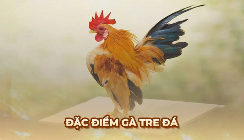 Đặc điểm giống Gà Tre Đá và cách chọn Gà Tre chuẩn nhất