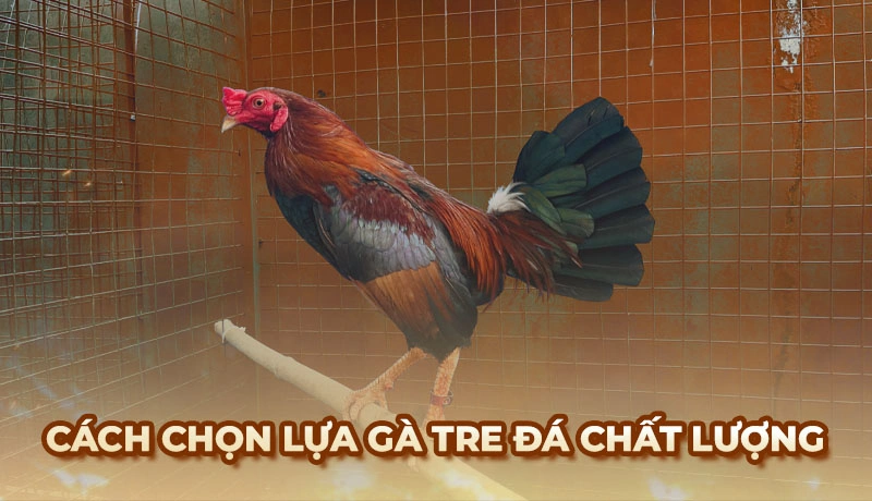 Đặc điểm giống Gà Tre Đá và cách chọn Gà Tre chuẩn nhất