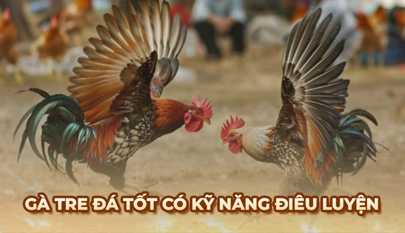Đặc điểm giống Gà Tre Đá và cách chọn Gà Tre chuẩn nhất