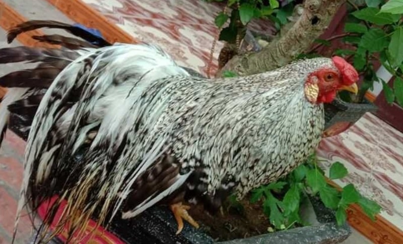 Gà Cú đá 5 tỷ - Trận tranh hùng thu hút nhiều sư kê tham Gia