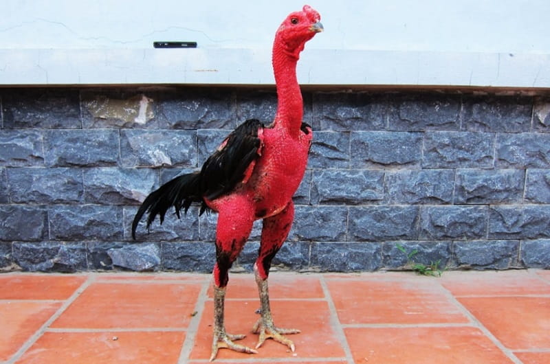 Những giống gà đá đẹp nhất được sư kê yêu thích săn lùng