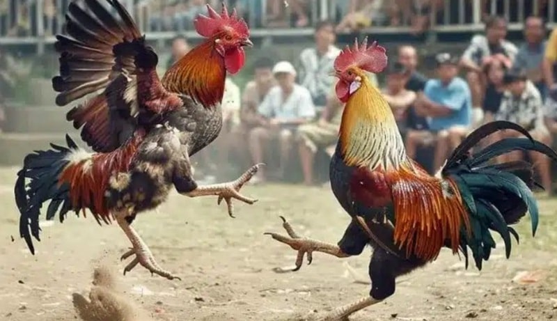 Nguyên nhân làm Gà Đá thở nhiều và cách giúp gà phục hồi