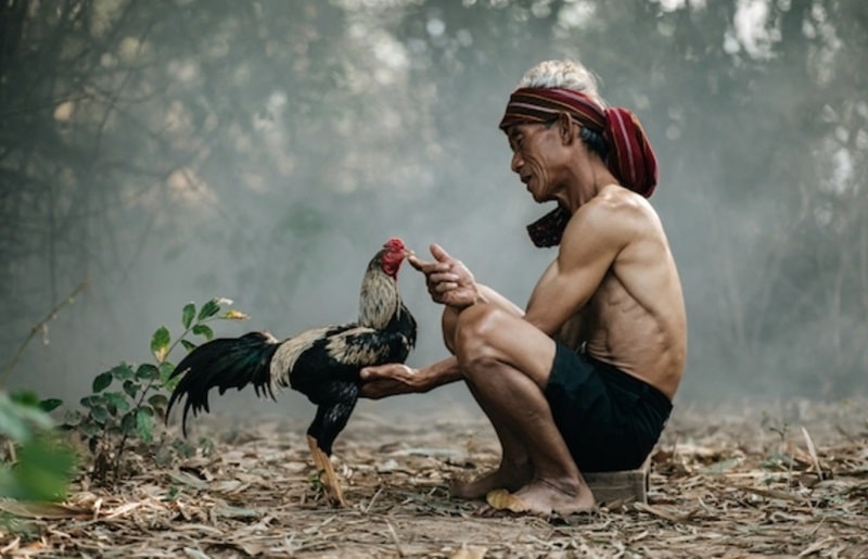 Hướng dẫn cách làm nước cho gà chọi cực chuẩn từ sư kê Ga6789