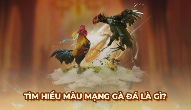 Màu mạng Gà Đá - Mẹo xem ngày giờ chiến kê ra trận chắc thắng