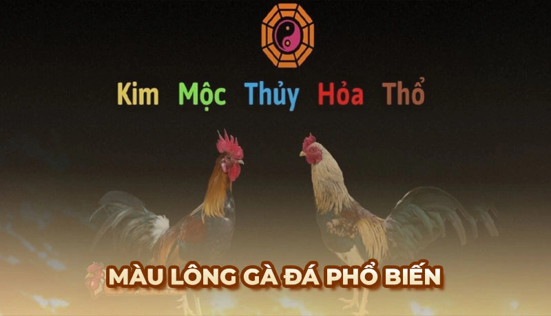 Màu mạng Gà Đá - Mẹo xem ngày giờ chiến kê ra trận chắc thắng