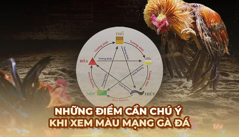 Màu mạng Gà Đá - Mẹo xem ngày giờ chiến kê ra trận chắc thắng