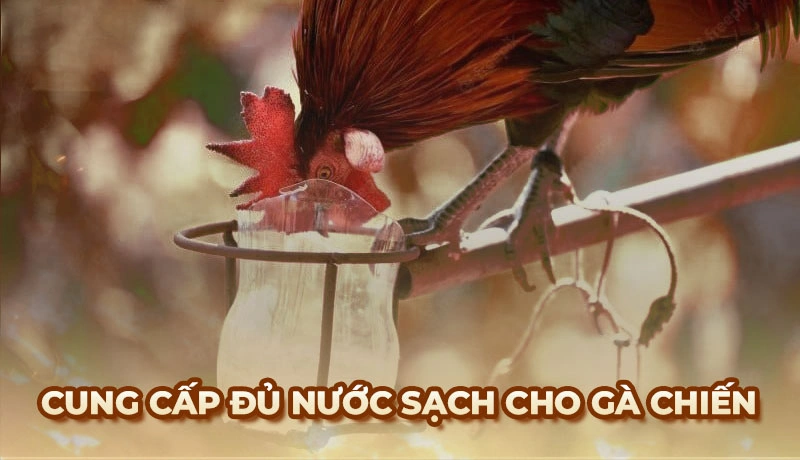 Mẹo chăm sóc gà chiến kê hiệu quả cho người mới