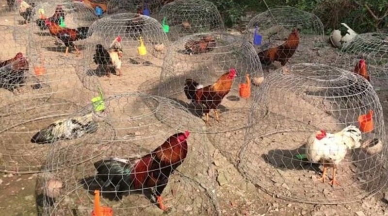 Mẹo chăm sóc gà chiến kê hiệu quả cho người mới