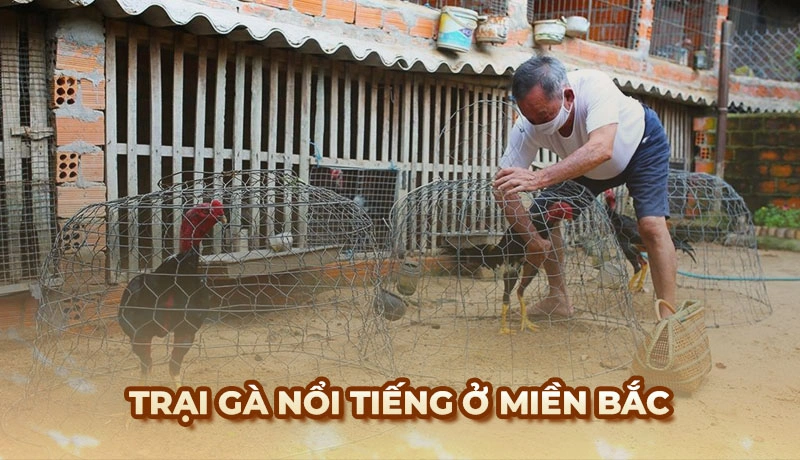 Các trại Gà Đá lớn và danh tiếng nhất tại Việt Nam năm 2026