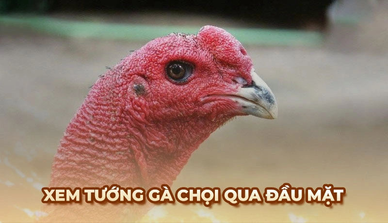 Phương pháp xem tướng Gà Chọi chuẩn của các sư kê lão làng