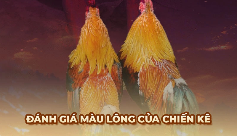 Phương pháp xem tướng Gà Chọi chuẩn của các sư kê lão làng