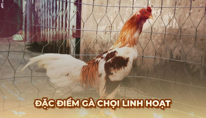 Phương pháp xem tướng Gà Chọi chuẩn của các sư kê lão làng