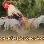 Ga6789 🎖️ Link Đá Gà 6789 Trực Tiếp Chính Thức Tại Việt Nam