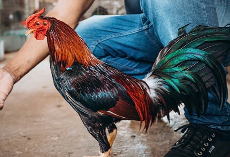 Cách chăm sóc lông Gà Đá và bảo vệ sức khỏe cho chiến kê