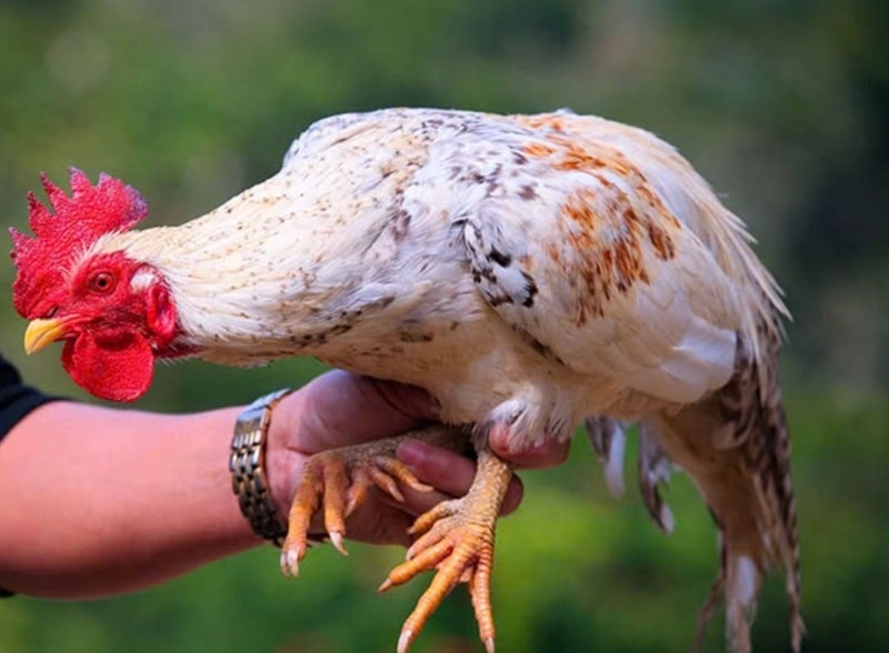 Cách chăm sóc lông Gà Đá và bảo vệ sức khỏe cho chiến kê