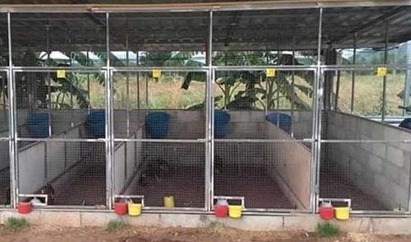 Hướng dẫn cách làm chuồng nuôi Gà Đá từ sư kê chuyên nghiệp