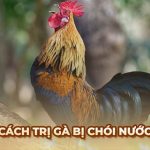 Ga6789 🎖️ Link Đá Gà 6789 Trực Tiếp Chính Thức Tại Việt Nam