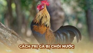 Blog Ga6789 - Tổng hợp những thông tin hữu ích về đá gà