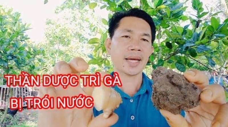 Cách trị gà bị chói nước hiệu quả từ sư kê chuyên nghiệp