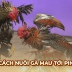 Ga6789 🎖️ Link Đá Gà 6789 Trực Tiếp Chính Thức Tại Việt Nam
