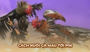 Blog Ga6789 - Tổng hợp những thông tin hữu ích về đá gà