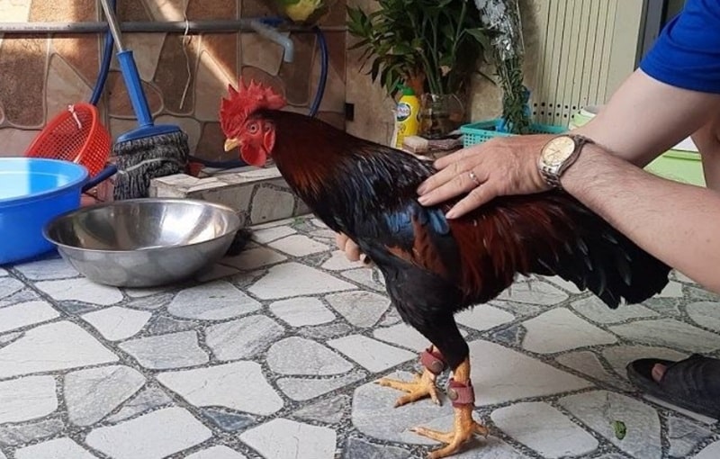 Hướng dẫn cách nuôi gà mau tới pin toàn diện chi tiết nhất