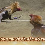 Ga6789 🎖️ Link Đá Gà 6789 Trực Tiếp Chính Thức Tại Việt Nam