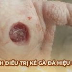 Ga6789 🎖️ Link Đá Gà 6789 Trực Tiếp Chính Thức Tại Việt Nam