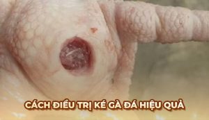 Blog Ga6789 - Tổng hợp những thông tin hữu ích về đá gà