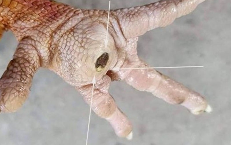 Điều trị ké Gà Đá: Dấu hiệu và cách nhận biết từ Ga6789