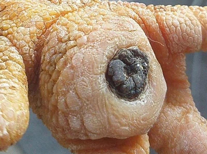 Điều trị ké Gà Đá: Dấu hiệu và cách nhận biết từ Ga6789