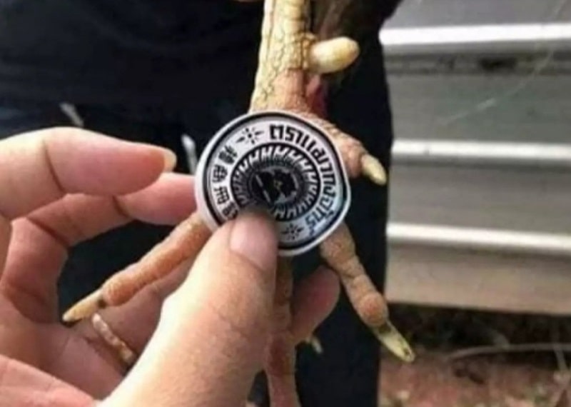 Điều trị ké Gà Đá: Dấu hiệu và cách nhận biết từ Ga6789