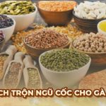 Ga6789 🎖️ Link Đá Gà 6789 Trực Tiếp Chính Thức Tại Việt Nam