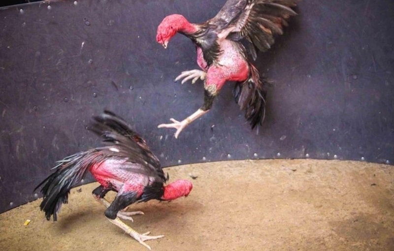 Ngũ cốc cho Gà Đá: Công thức trộn thức ăn đầy đủ dinh dưỡng
