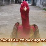 Ga6789 🎖️ Link Đá Gà 6789 Trực Tiếp Chính Thức Tại Việt Nam